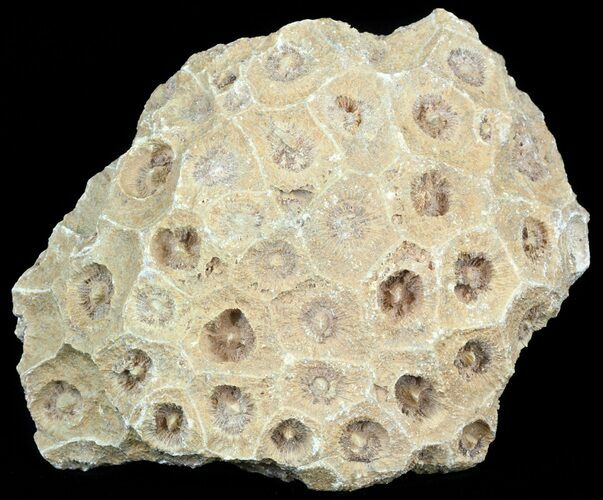 Fossil Coral (Actinocyathus) Head - Morocco #44867